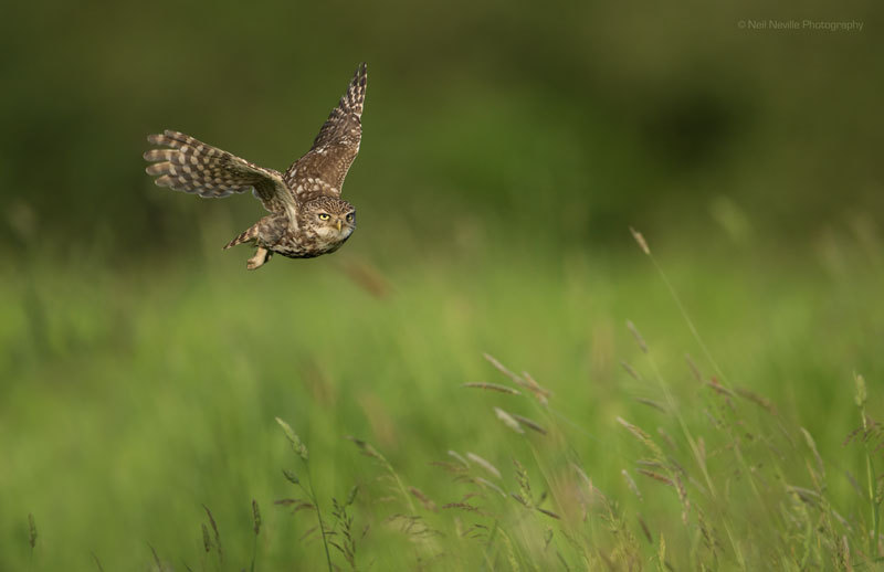  - Little Owl