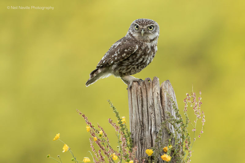  - Little Owl