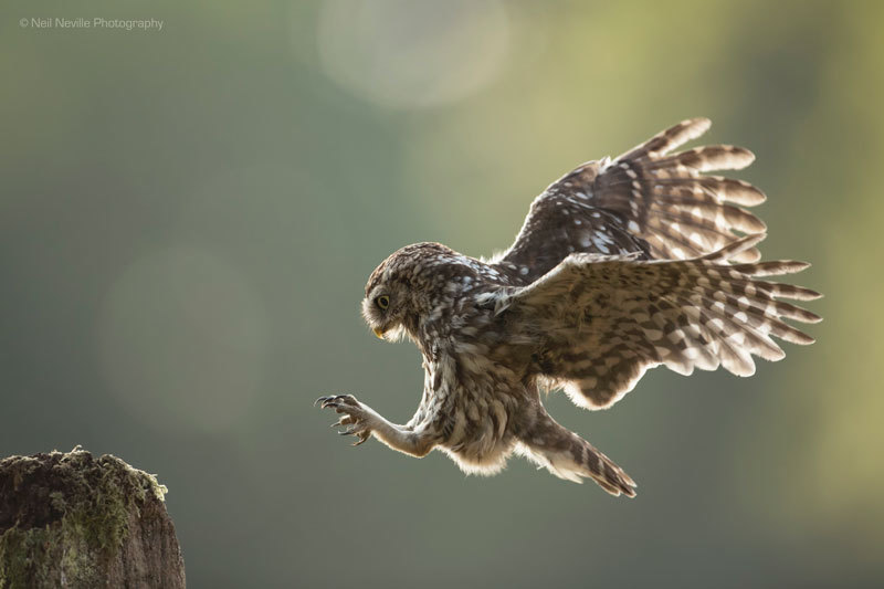  - Little Owl