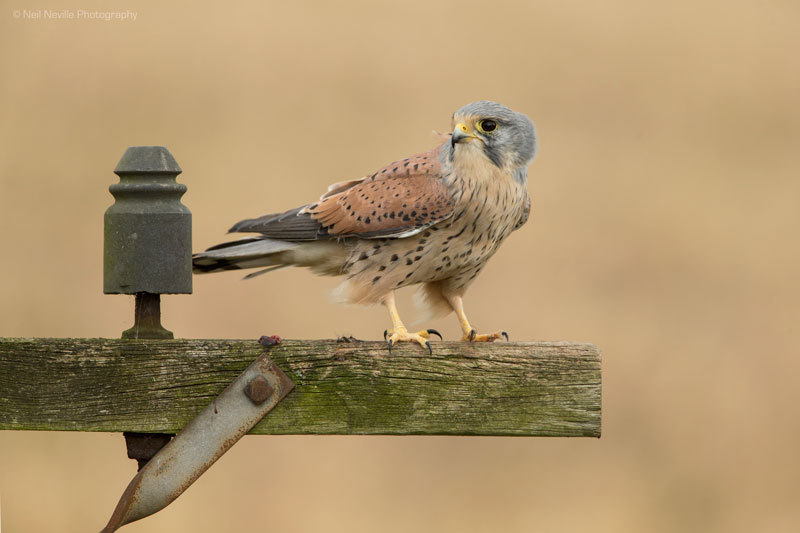  - Kestrel