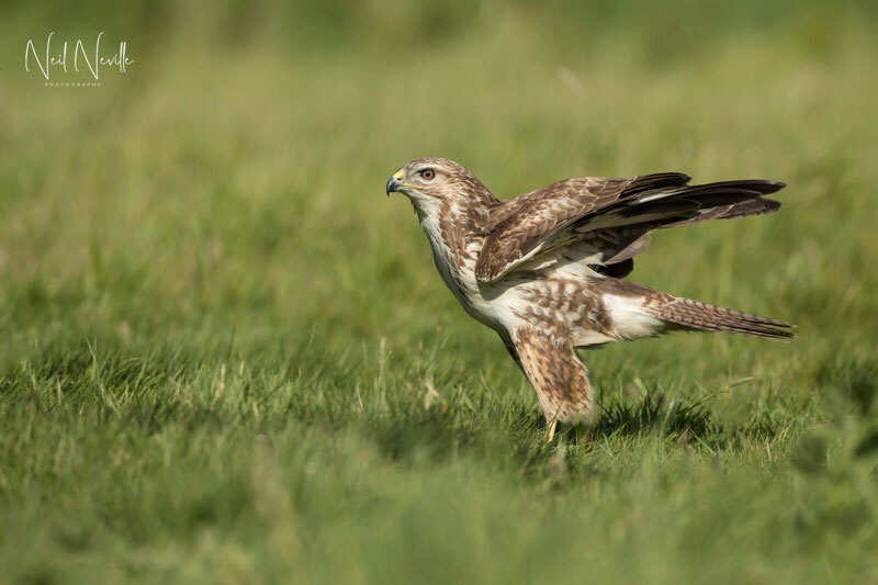  - Common Buzzard