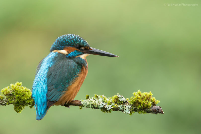  - Kingfisher