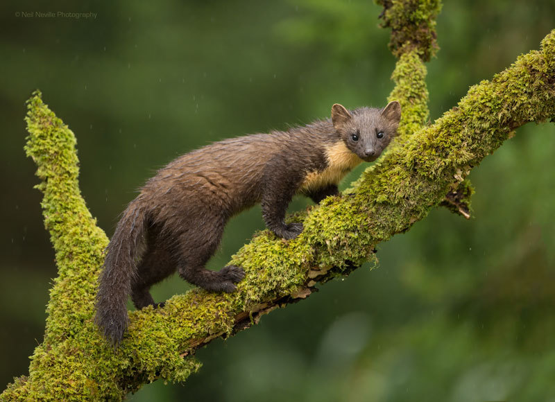  - Pine Marten