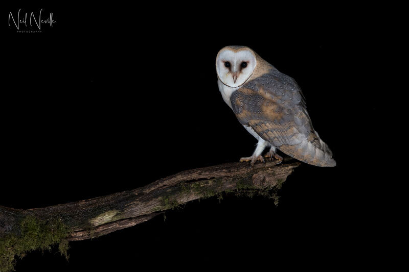  - Barn Owl