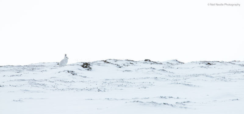  - Mountain Hare