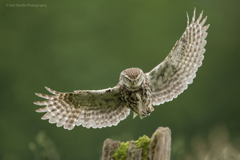  - Little Owl