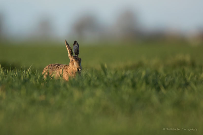  - Brown Hare