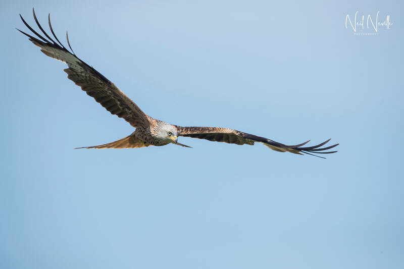  - Red Kite