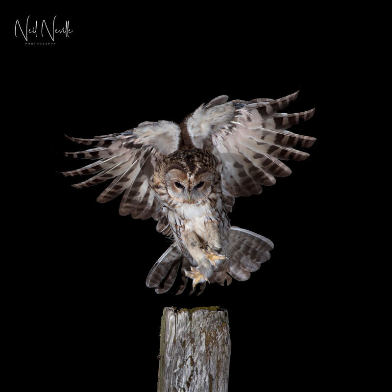  - Tawny Owl