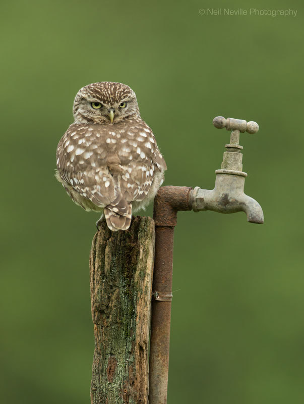  - Little Owl