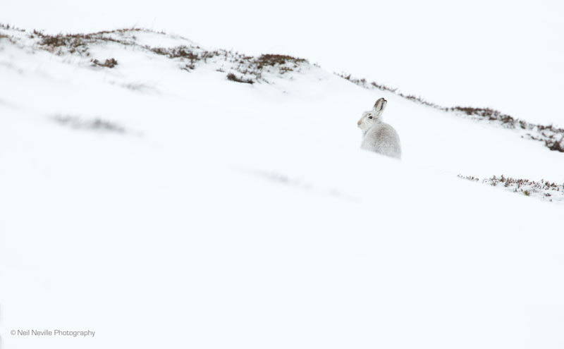  - Mountain Hare