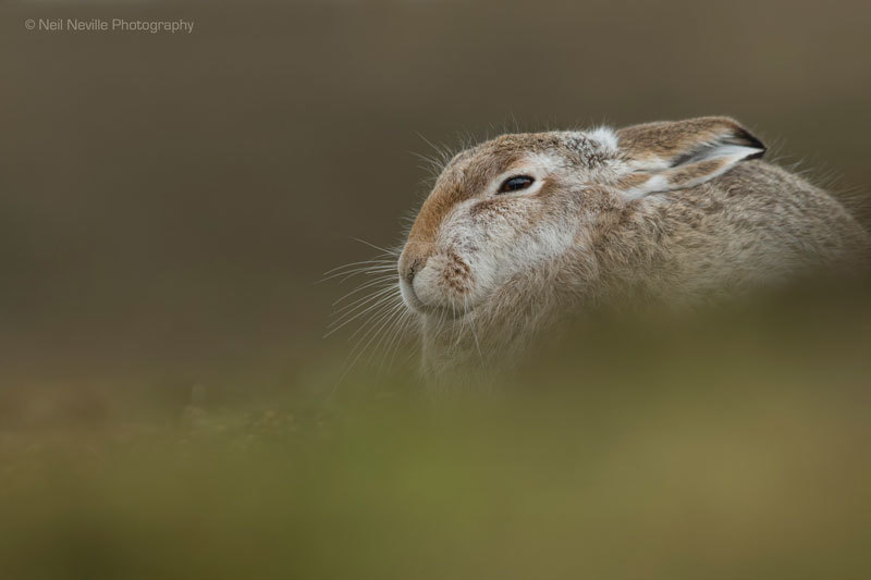  - Mountain Hare