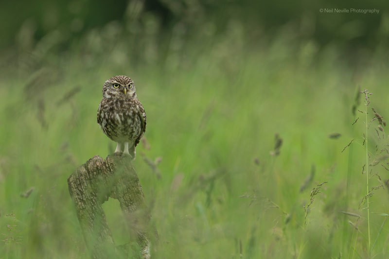  - Little Owl