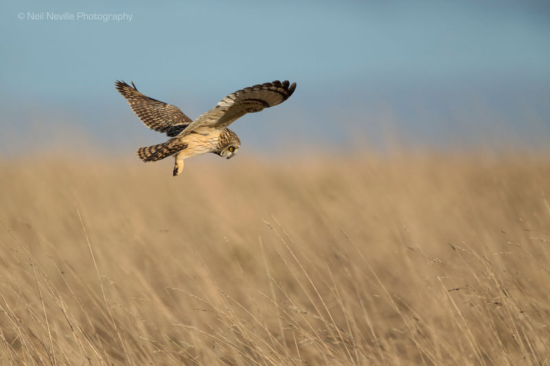  - Short Eared Owl
