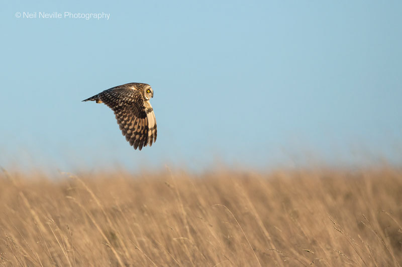  - Short Eared Owl