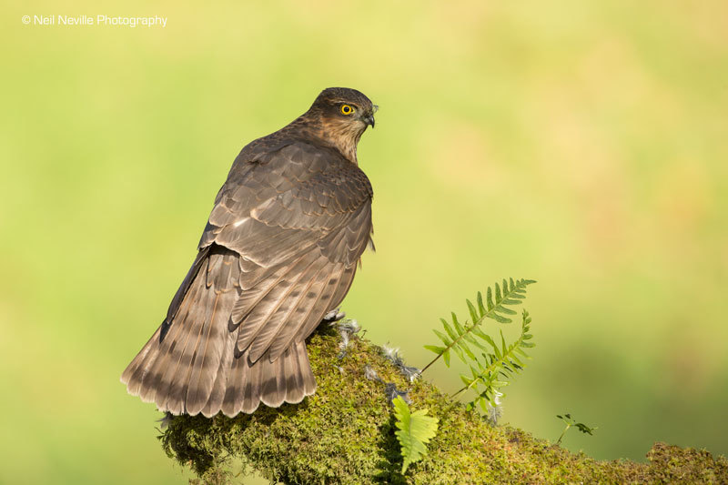  - Sparrowhawk