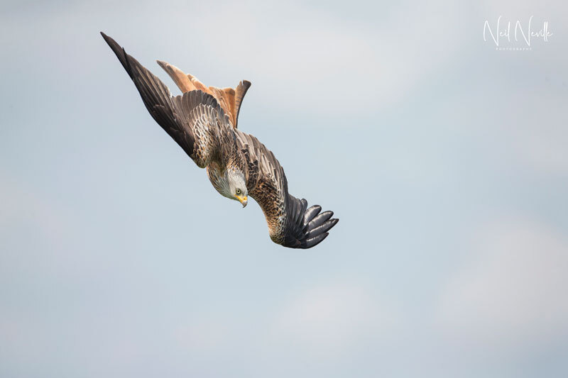  - Red Kite