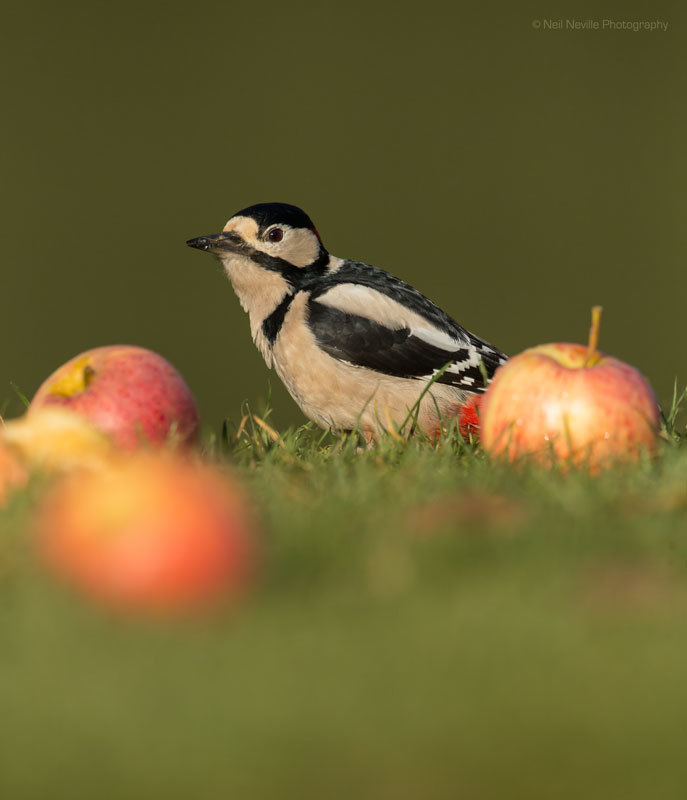  - Woodpeckers & Nuthatch