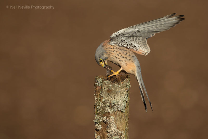  - Kestrel