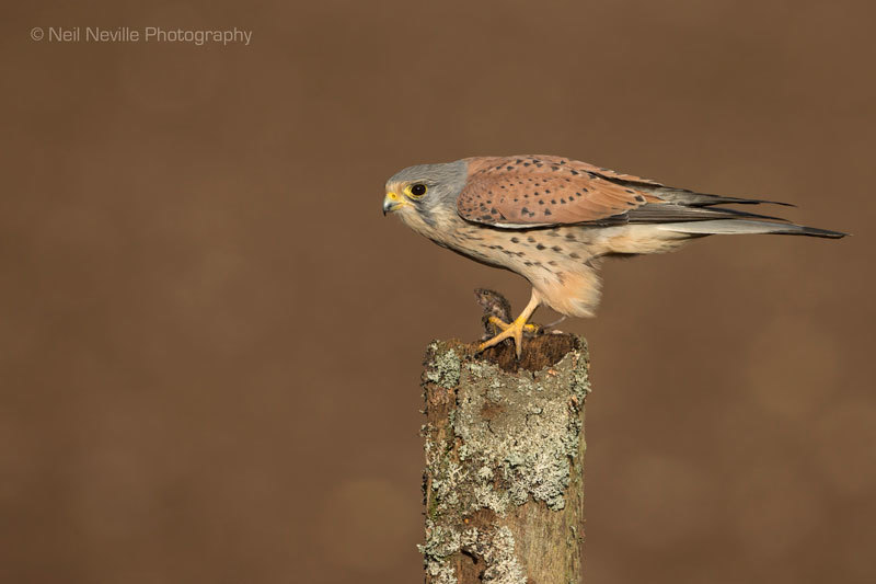  - Kestrel