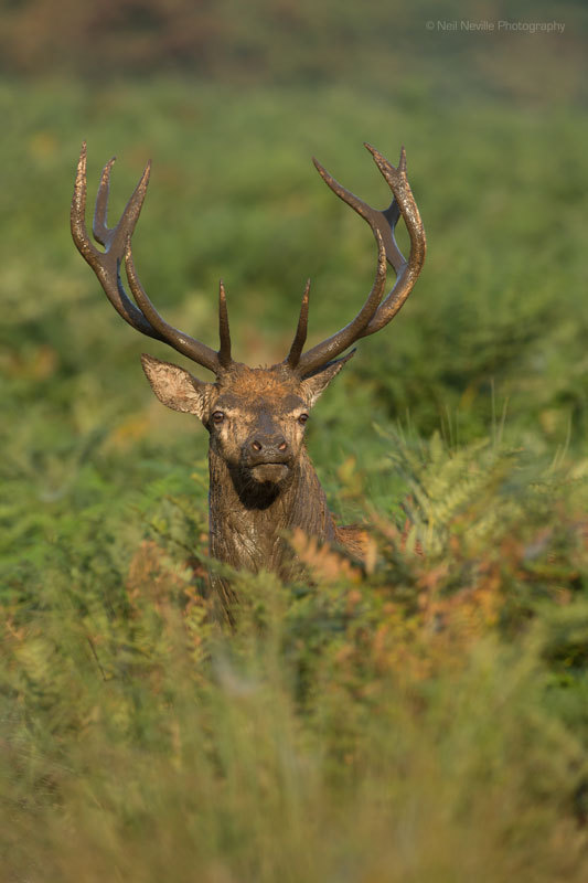  - Red Deer
