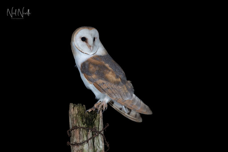  - Barn Owl
