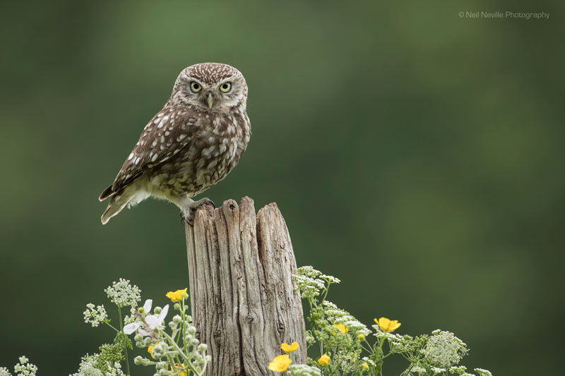  - Little Owl