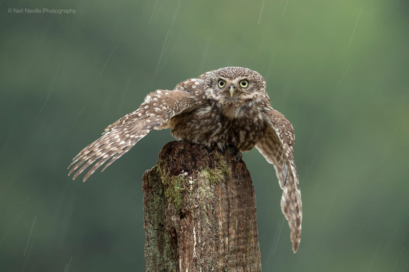  - Little Owl