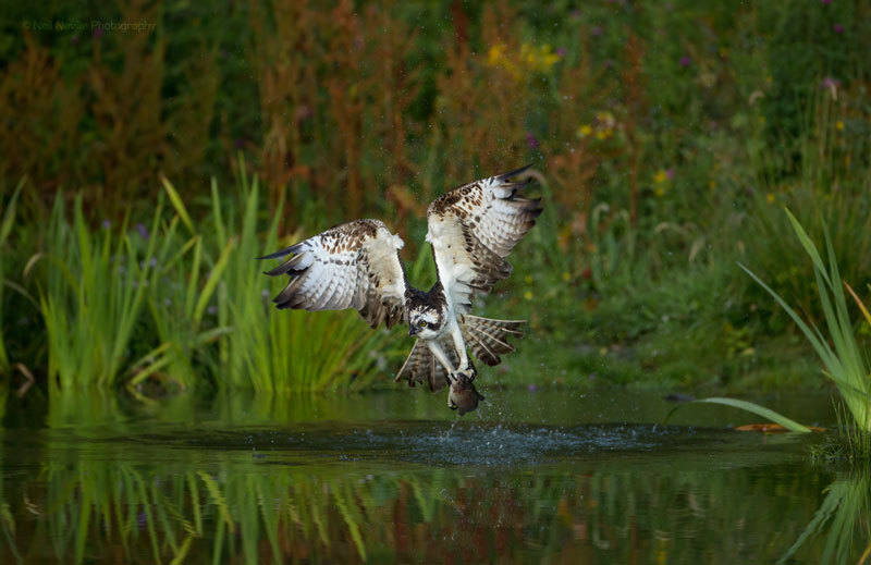  - Osprey