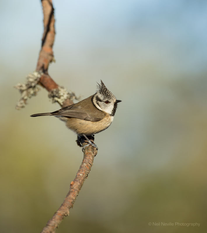  - Crested Tit