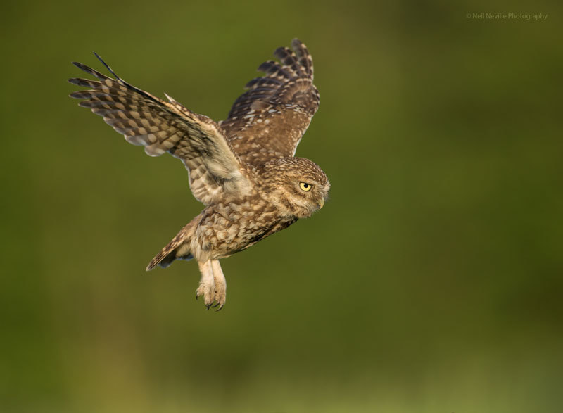  - Little Owl