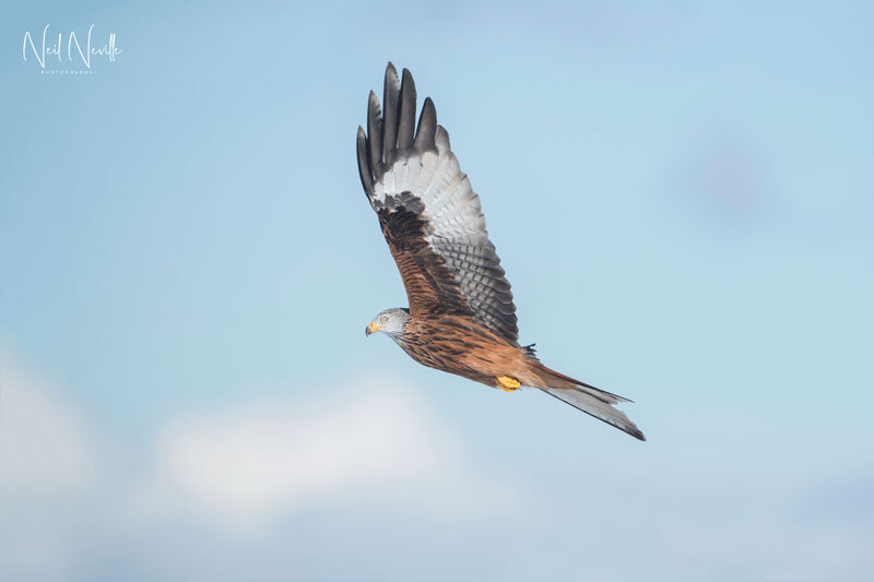  - Red Kite