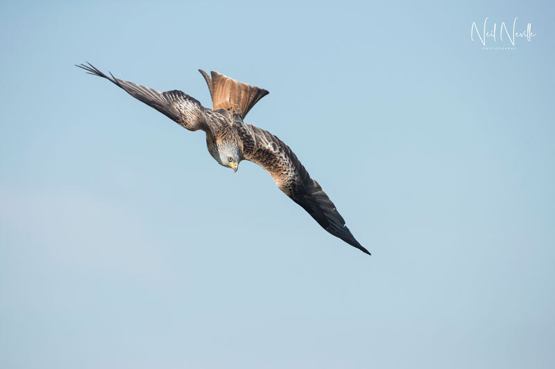  - Red Kite