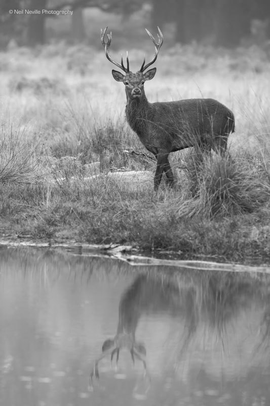  - Red Deer