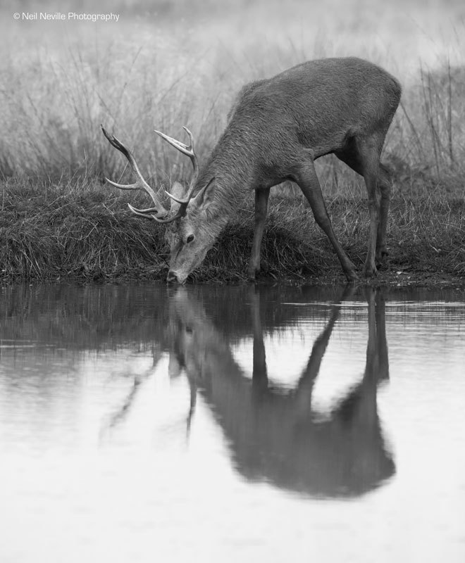  - Red Deer