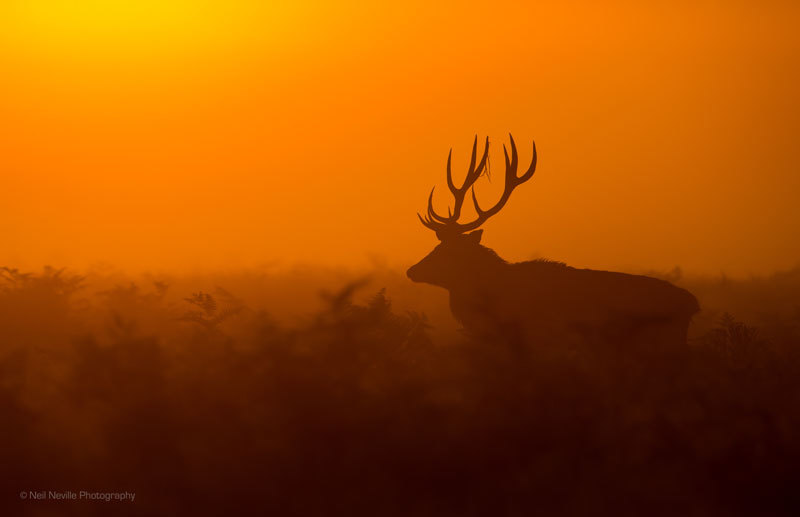  - Red Deer