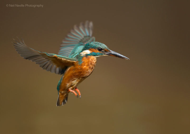  - Kingfisher