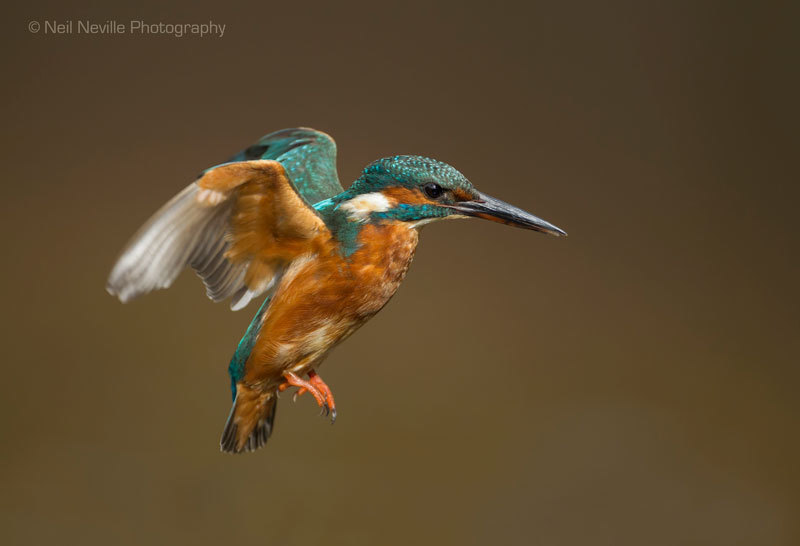  - Kingfisher