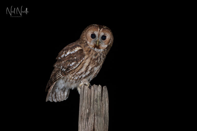  - Tawny Owl