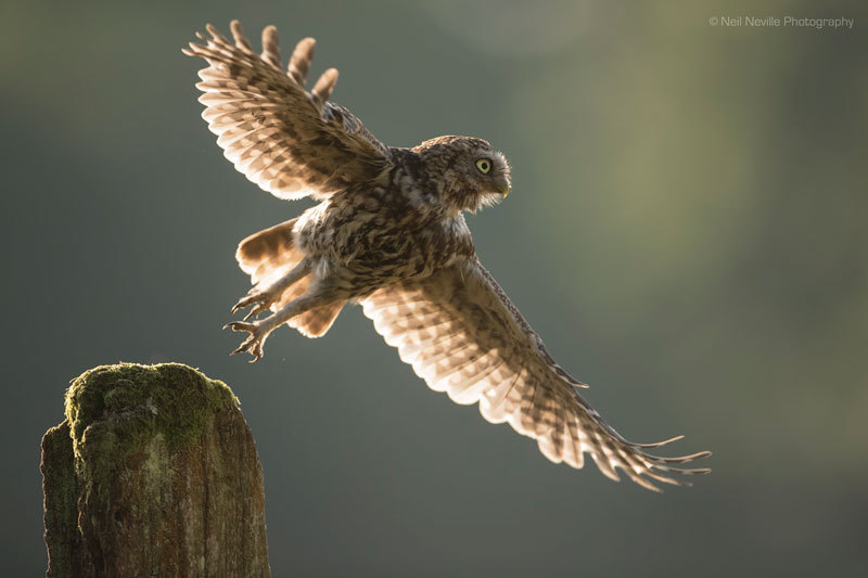 Little Owl photo - Neil Neville