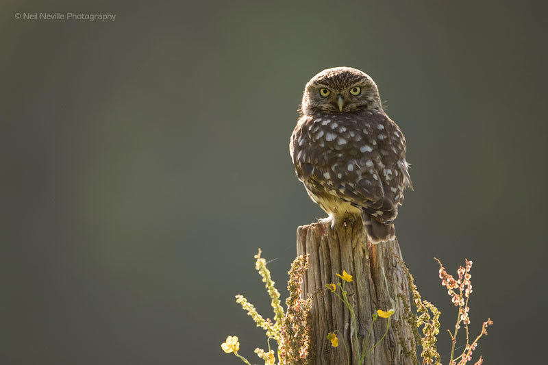  - Little Owl