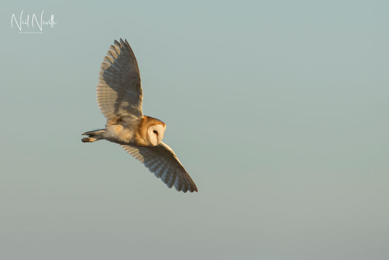  - Barn Owl