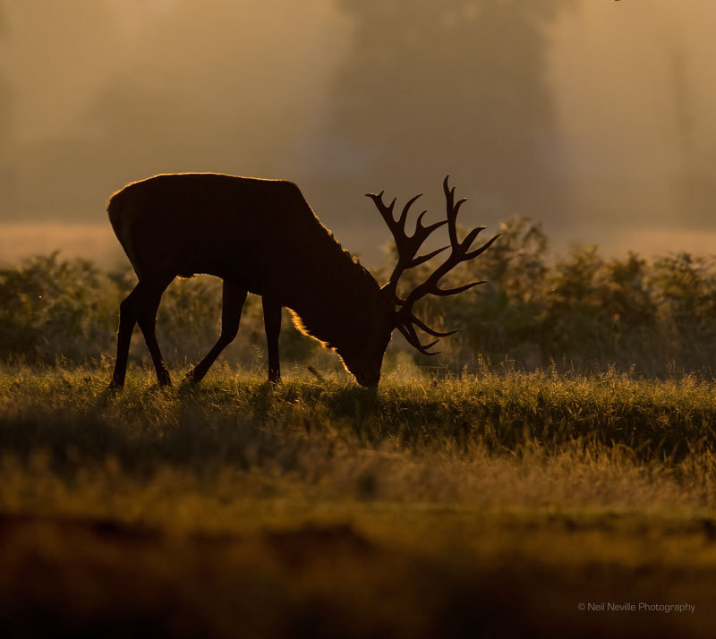  - Red Deer