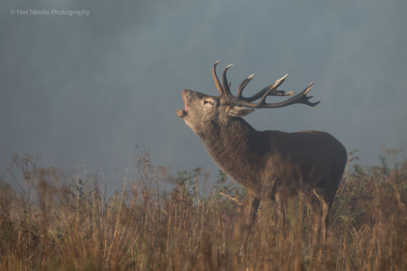  - Red Deer
