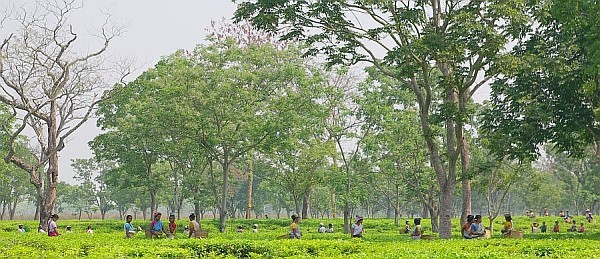 Tea Garden, Assam - India (Assam, Brahmaputra cruise, Agra and Jaipur)