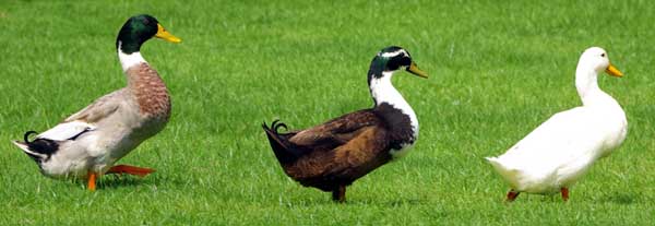 Ducks at the Savoy Hotel - Burma