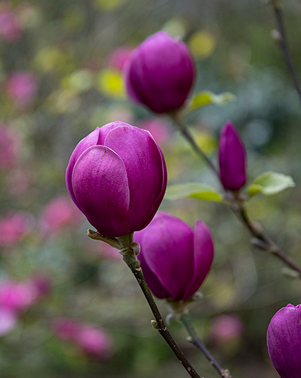 Magnolia - Flower Art