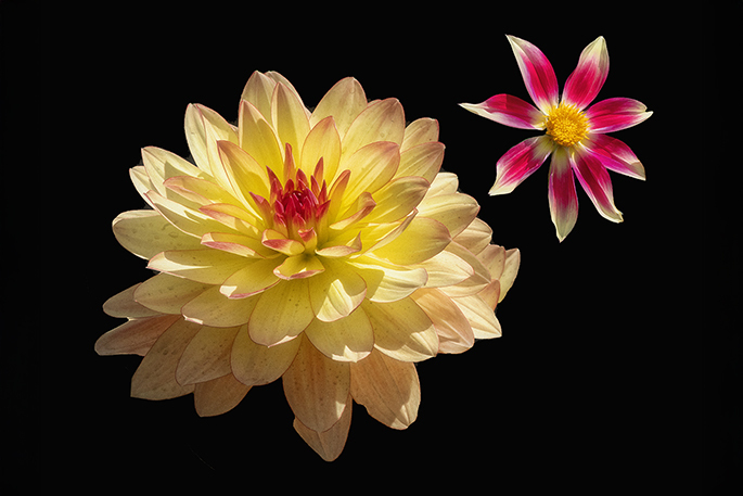 Dahlias - Flower Art