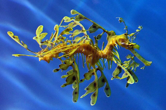 Seahorse - Monterey Aquarium - USA