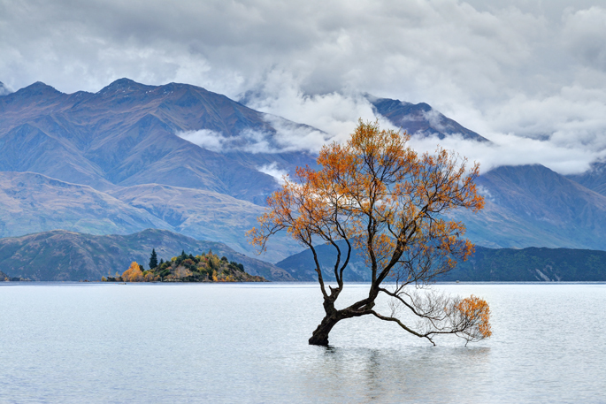 Wanaka Tree - New Zealand